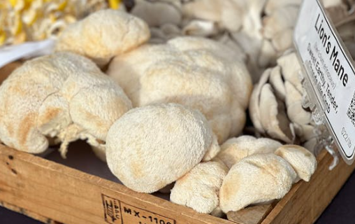 פטריית רעמת האריה בישראל